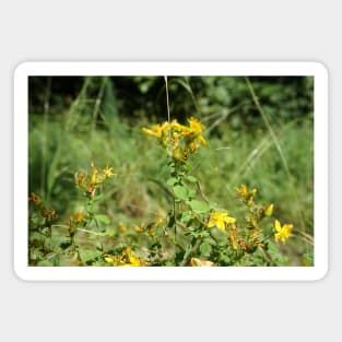 Spotted St. John's Wort Magnet